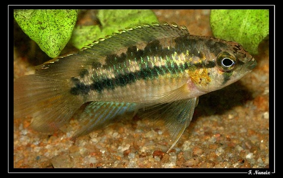 Nanacara-cf-aureocephalus 03