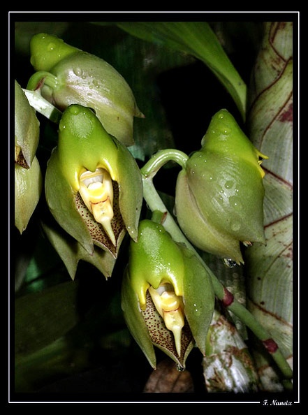 Catasetum-macrocarpum_01.jpg