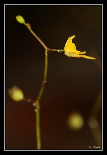 Utricularia-X_1.jpg