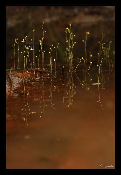 Utricularia-X_2.jpg