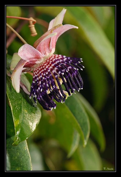 Passiflorasp1.jpg