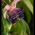 Passiflorasp1