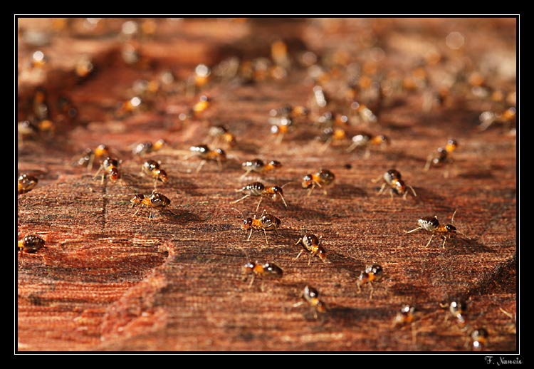 termites-chilibombo-1.jpg