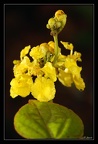 Caesalpiniaceae-1