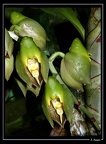 Catasetum-macrocarpum 01