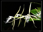 Epidendrum-ciliare 01