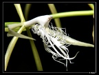 Epidendrum-ciliare 02