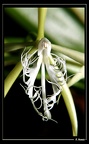 Epidendrum-ciliare 03