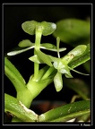 Epidendrum-difforme 01