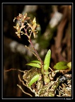 Epidendrum-microphyllum 02