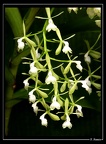 Epidendrum-paniculatum 02