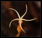 Voyria-tenuiflora 2