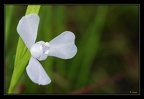 iridaceaea 7