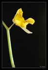 Utricularia-juncea 2