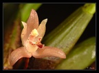 Maxillaria-angustifolia-1