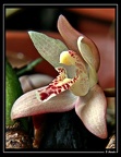 Maxillaria-cf-rufescens-01