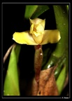 Maxillaria-parkeri-04
