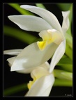 maxillaria-camaridii