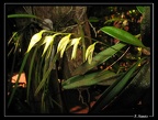 Orchidacea-brasil-argentine