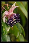 Passiflorasp1