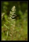 Poaceae-1
