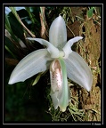 Sanhopea-grandiflora-01